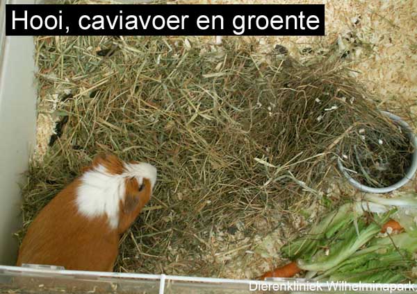 Een cavia moet elke dag caviavoer, hooi en groente krijgen.